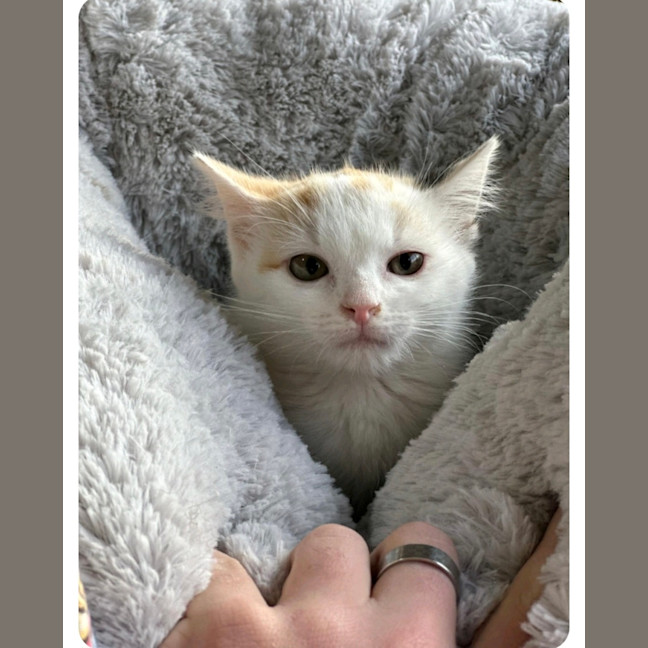 Photo of Gunner 🧡 * 9 Lives Project Rescue*