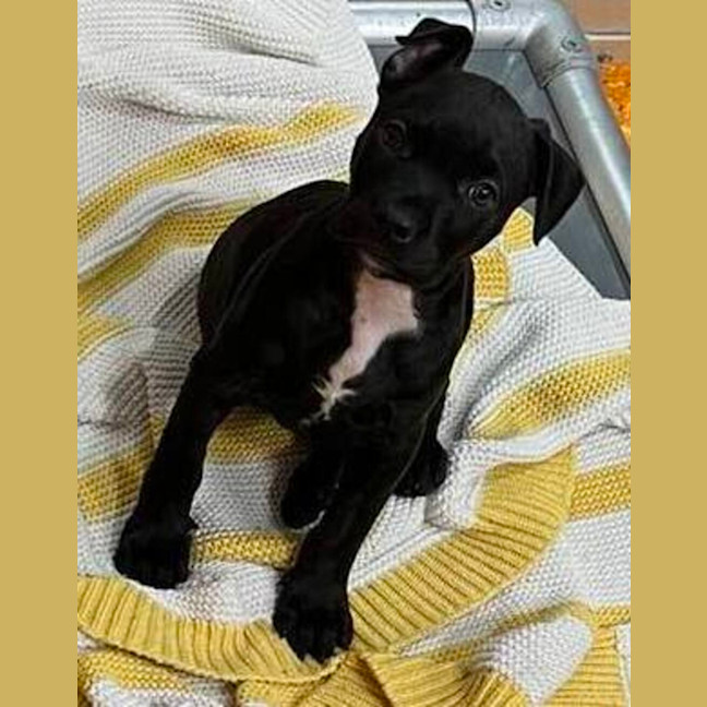 Photo of Comet