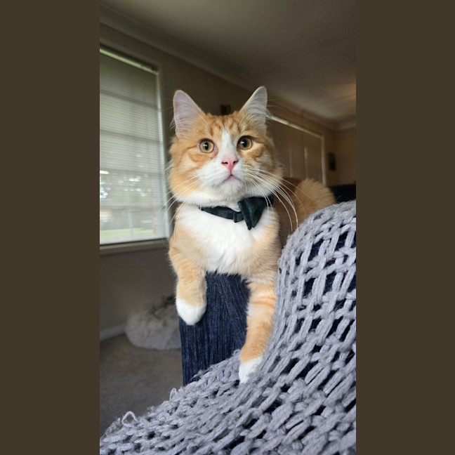 Photo of Biscoff