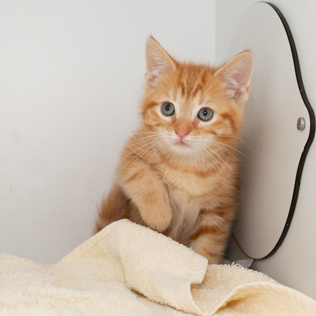 Photo of Nacho
