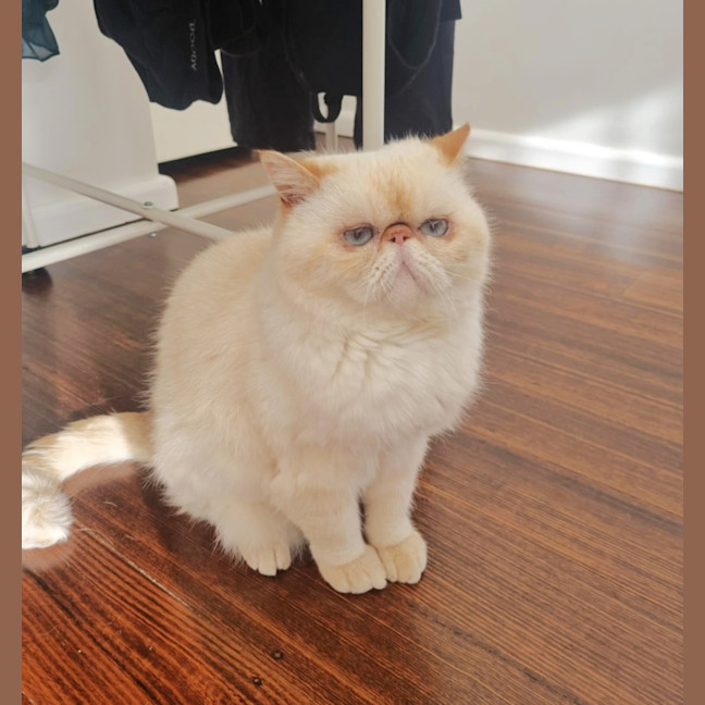 Photo of 🥣Tofu🥣