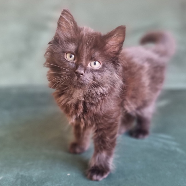Photo of Fury 