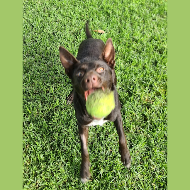 Photo of Ruby