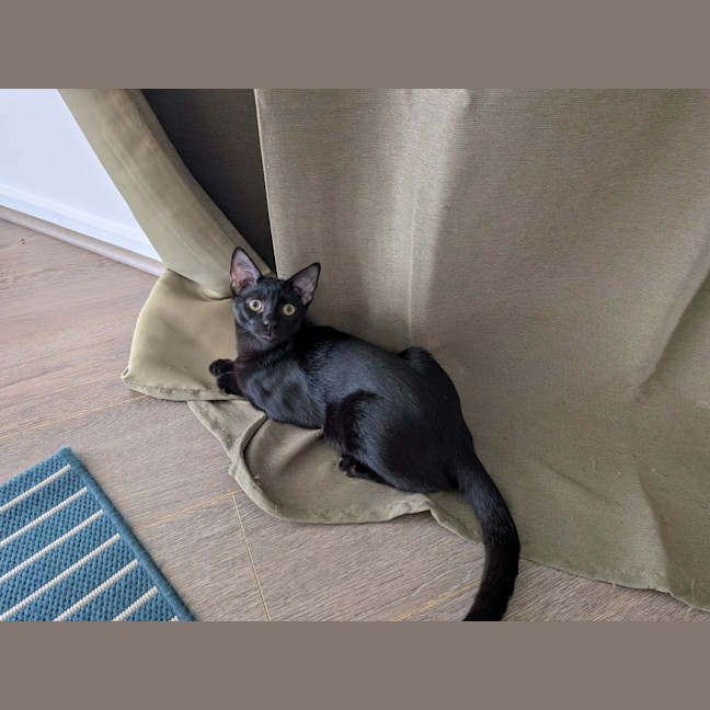 Photo of Basil   In Foster Care In Glenroy