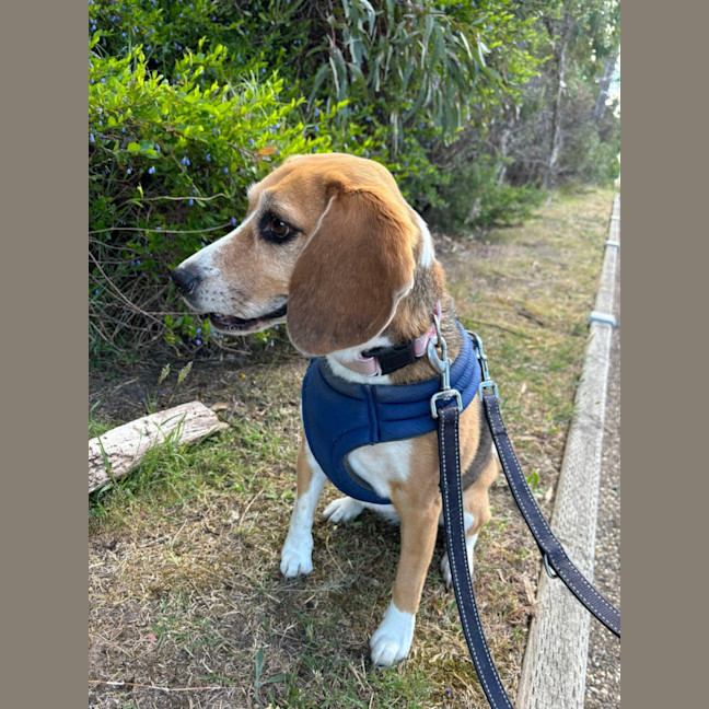 Photo of 🥓 Heidi (Hoops) 5630 🥓