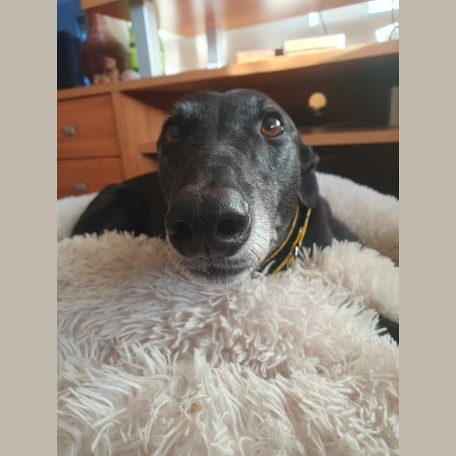 Photo of Yoko, The Greyhound