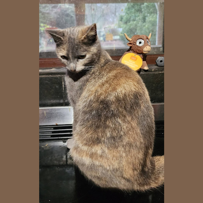 Photo of Minx