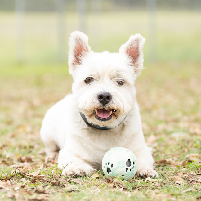 Photo of Scottie