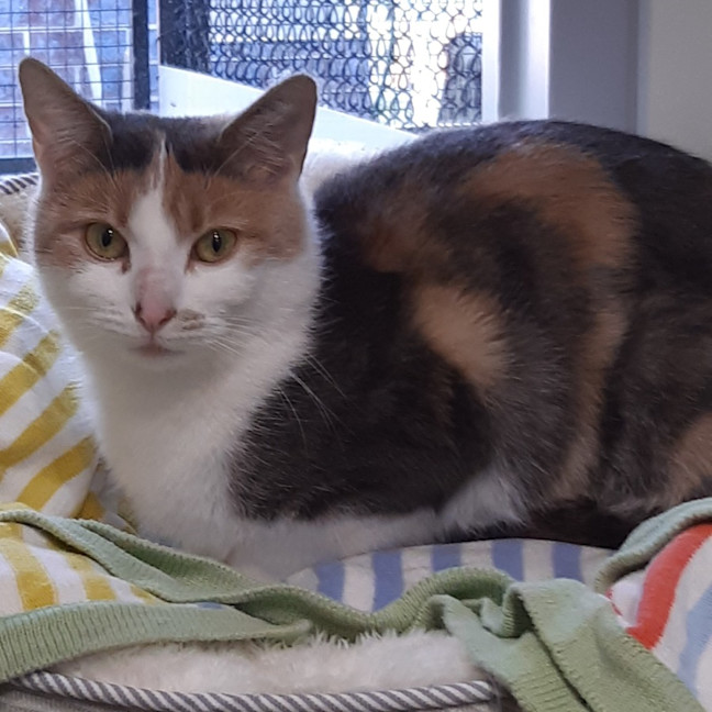 Photo of Marbles