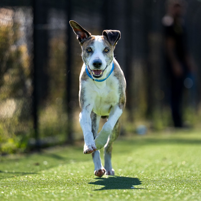 Photo of Novak Imp 2564