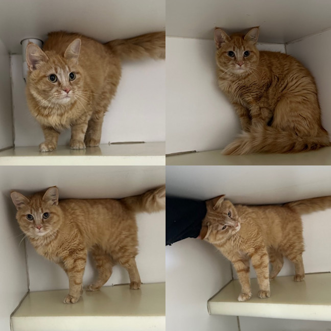 Photo of Topaz