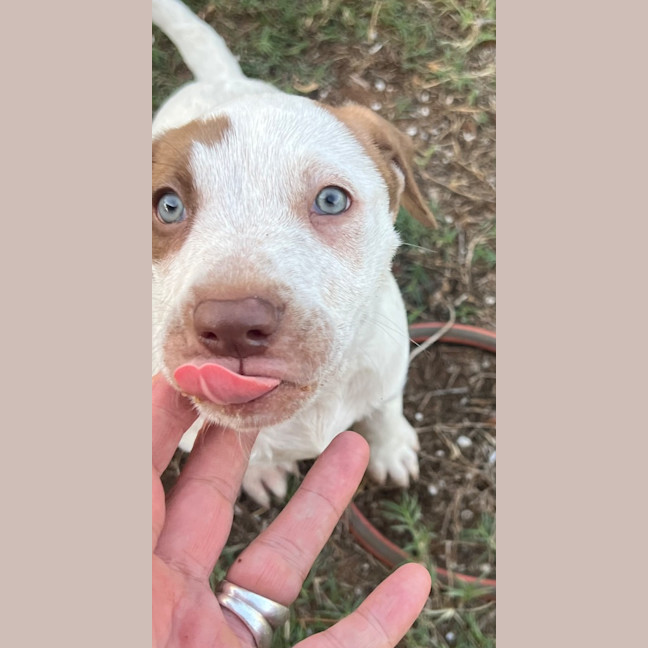 Photo of Pearl