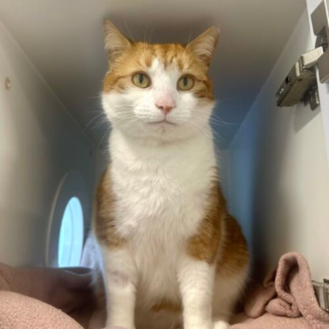 Photo of Simba