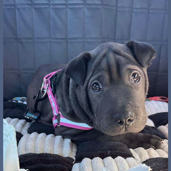 Photo of Rex
