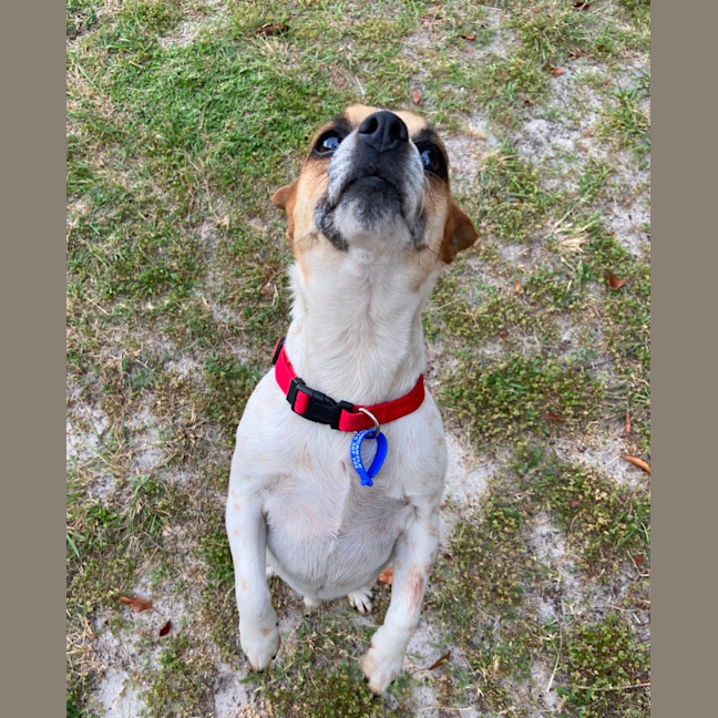 Photo of Lola & Louie   4 Year Old Mini Fox Terriers