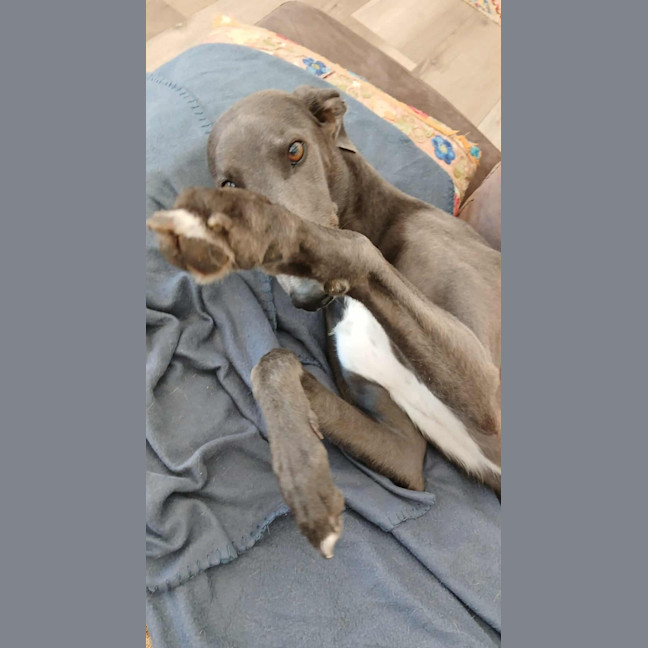 Photo of Dixie, The Greyhound