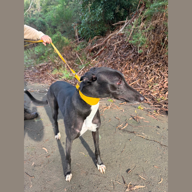 Photo of Ruby