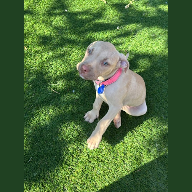 Photo of Squishy   11 Week Old Staffy X