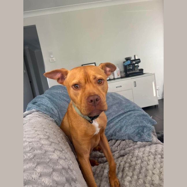 Photo of Koba   1.5 Year Old American Staffy X Kelpie