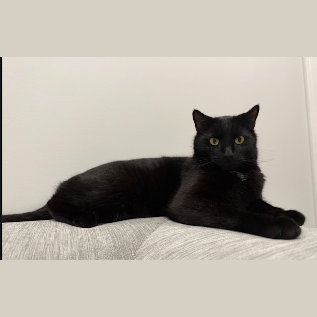 Photo of Otis