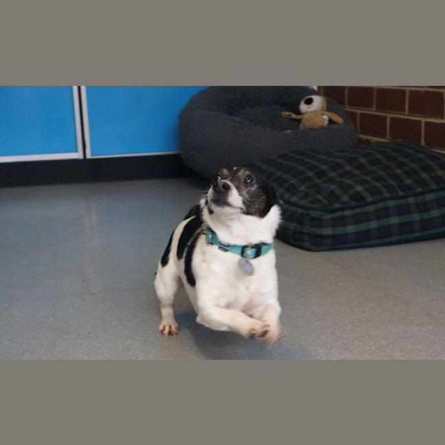 Photo of Lucky