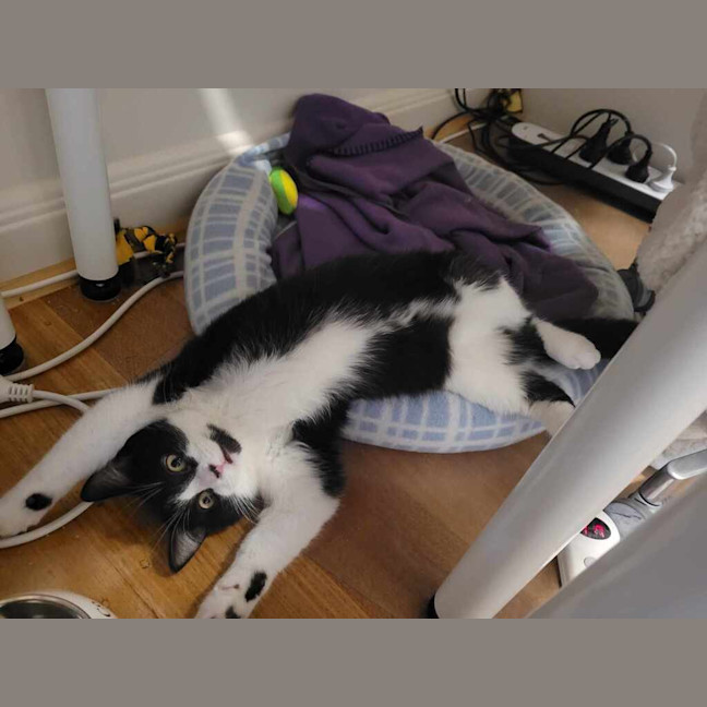 Photo of Barney