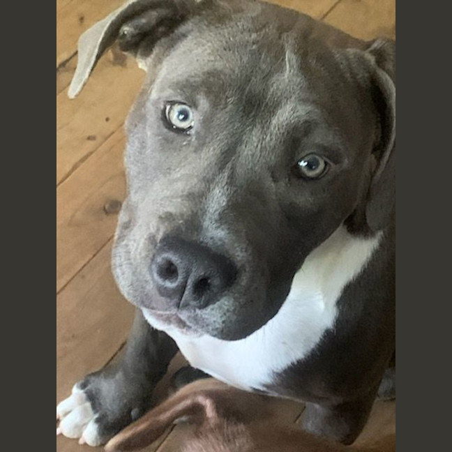 Photo of Princess 🐶