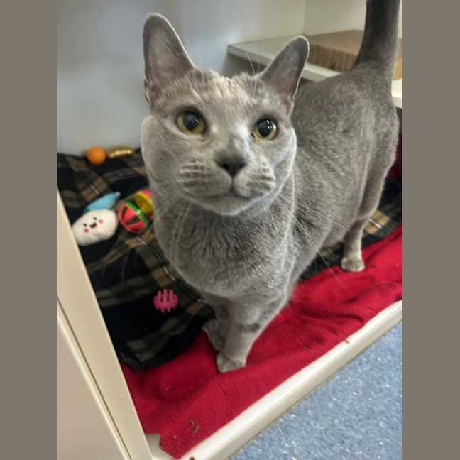 Photo of Lollie