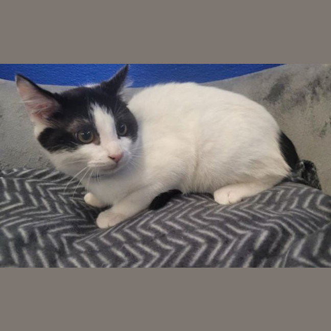 Photo of Meeko