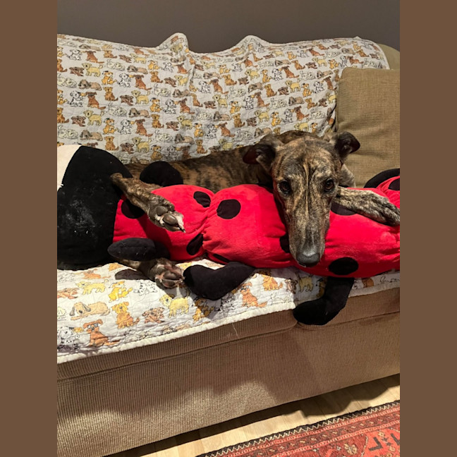 Photo of Doug, The Brindle Greyhound