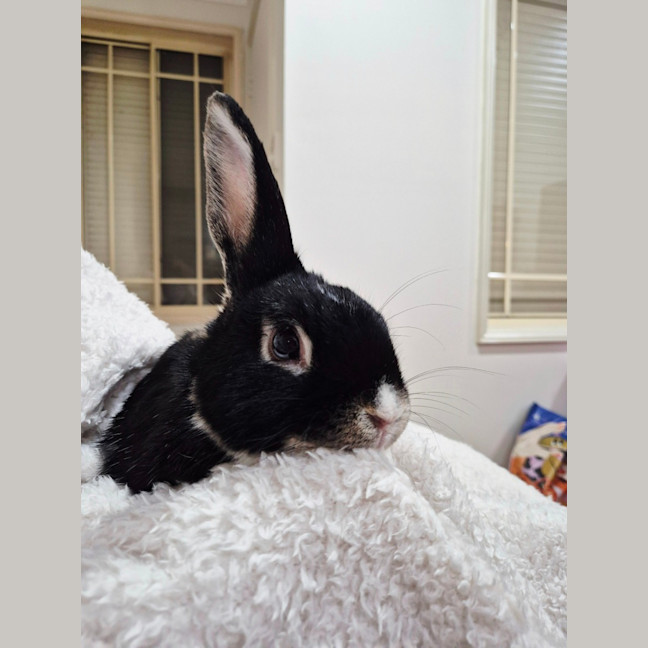 Photo of Pepper
