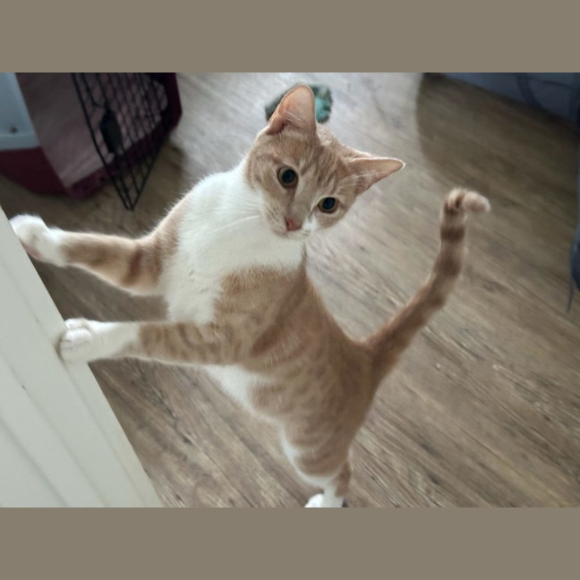 Photo of Daphne   Now At Pet Quarters Glendale