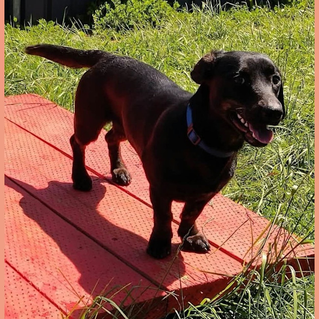 Photo of Stella