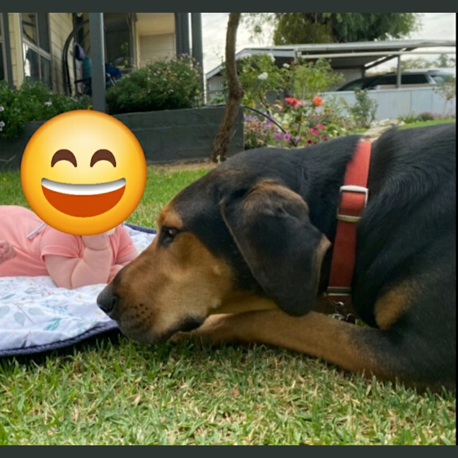 Photo of Benji