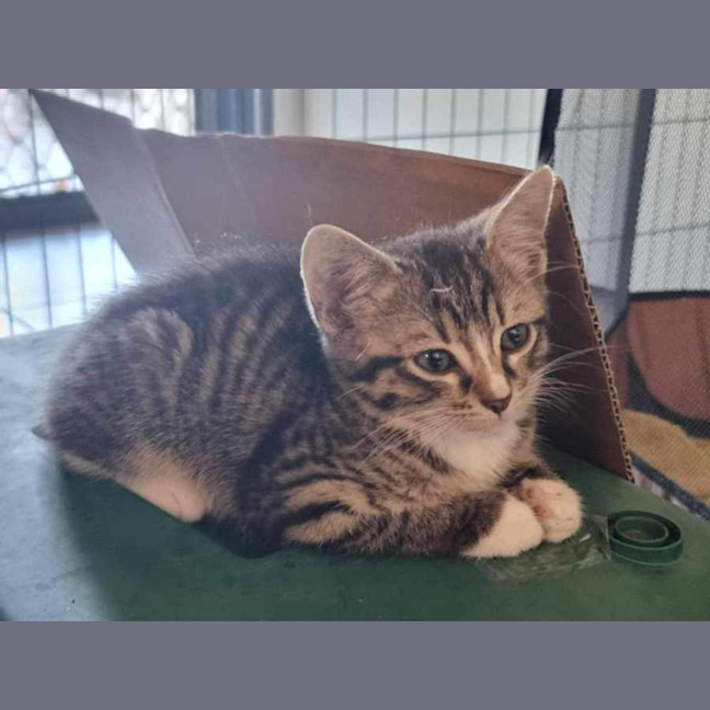 Photo of Opie
