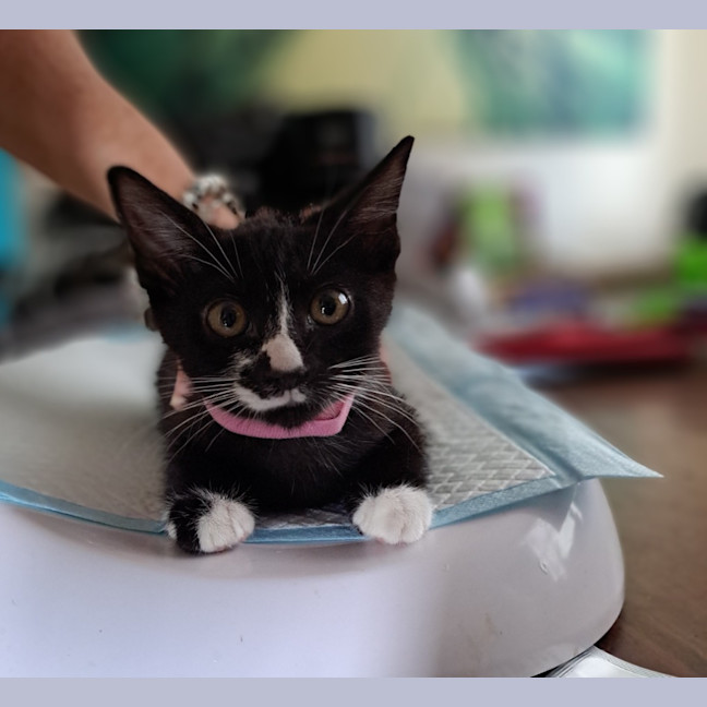 Photo of Shelby