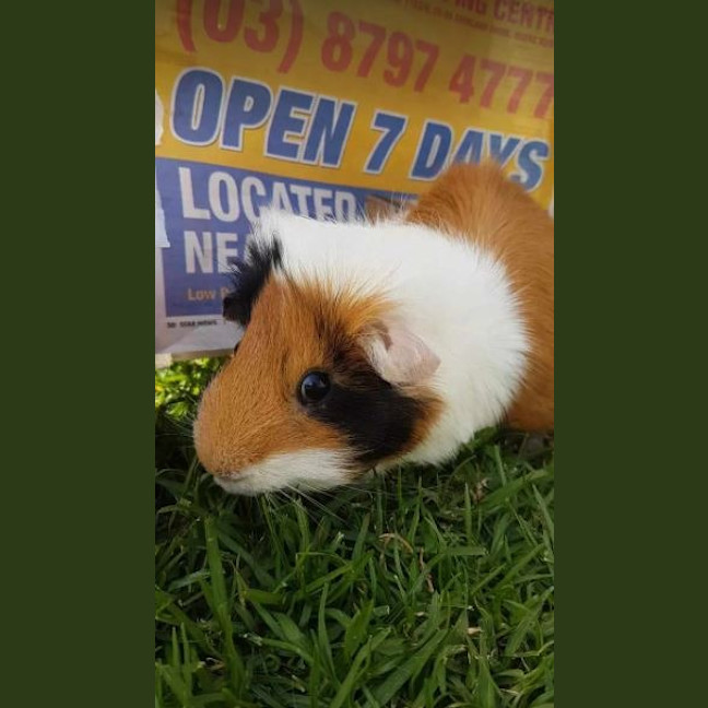 Photo of Rocco And Reggie