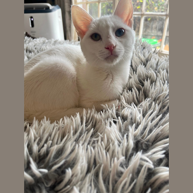 Photo of Snowy *9 Lives Project Rescue*