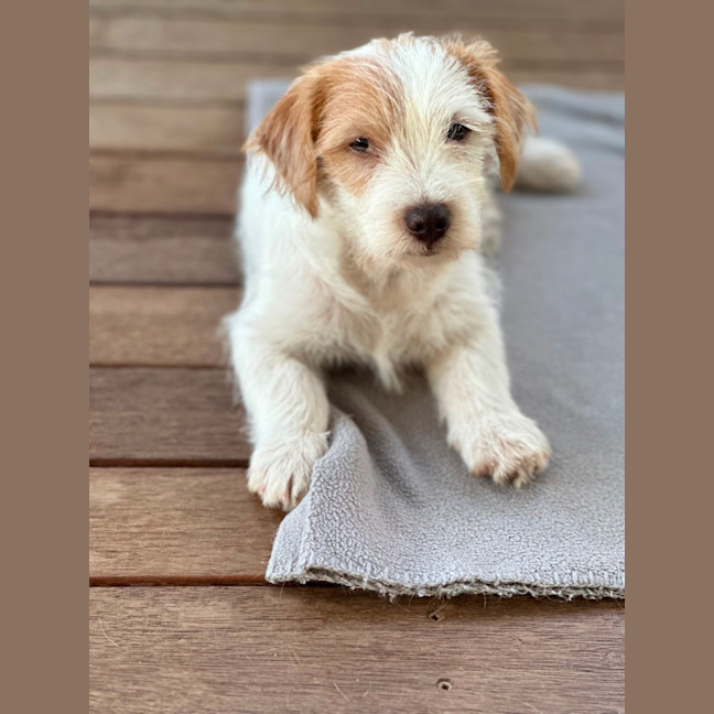 Photo of Archie