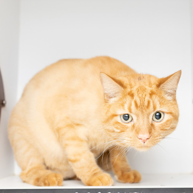 Photo of Snowy