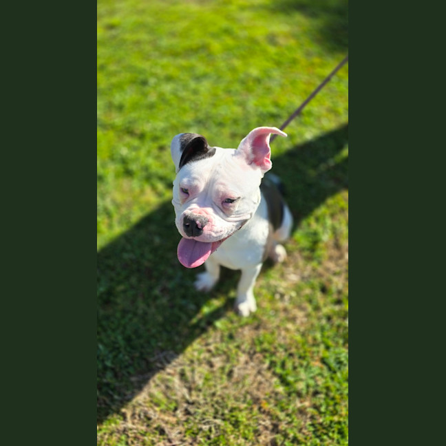 Photo of Kimbo