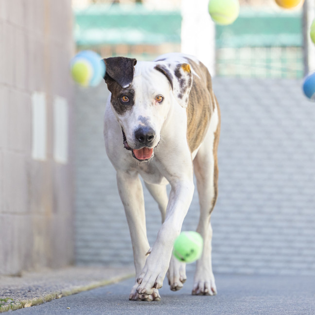 Photo of Roxy