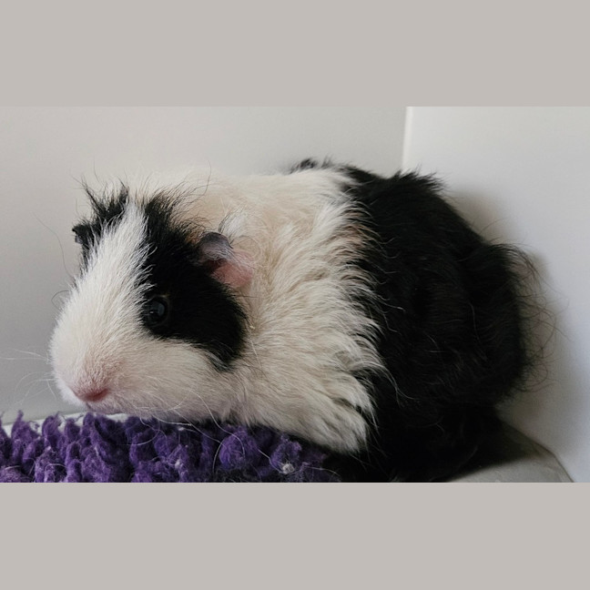 Photo of Kiwi