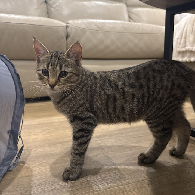 Photo of Boba