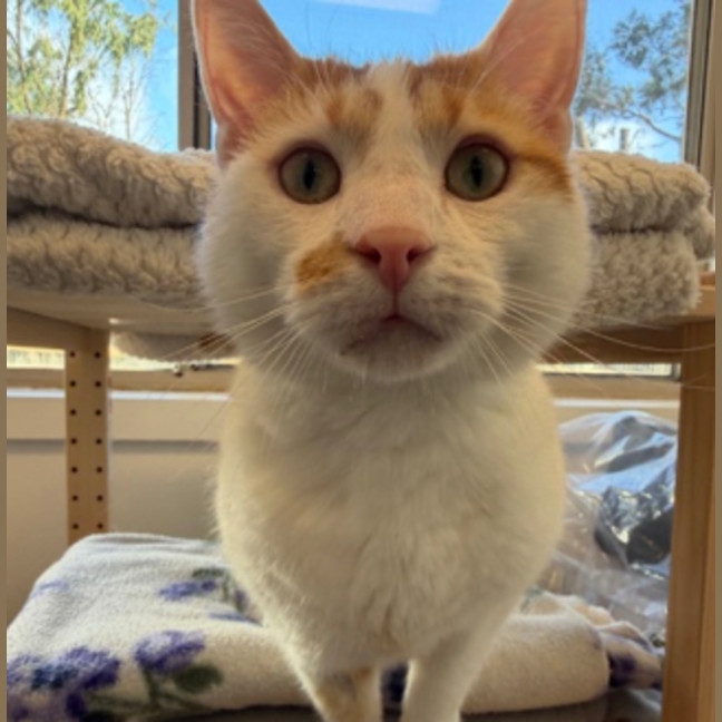 Photo of Pea