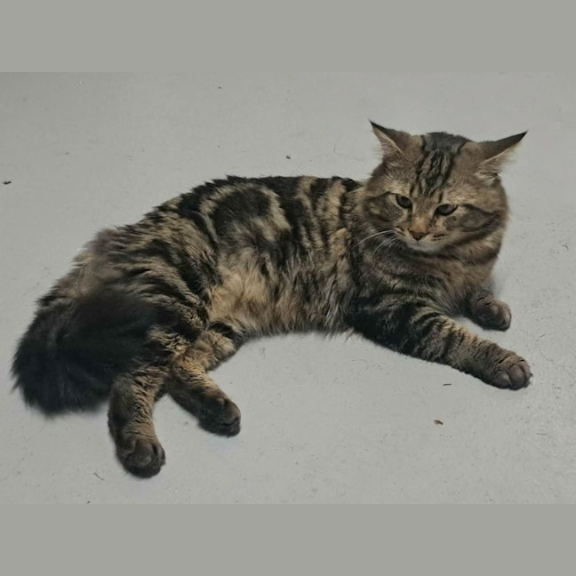 Photo of Benji