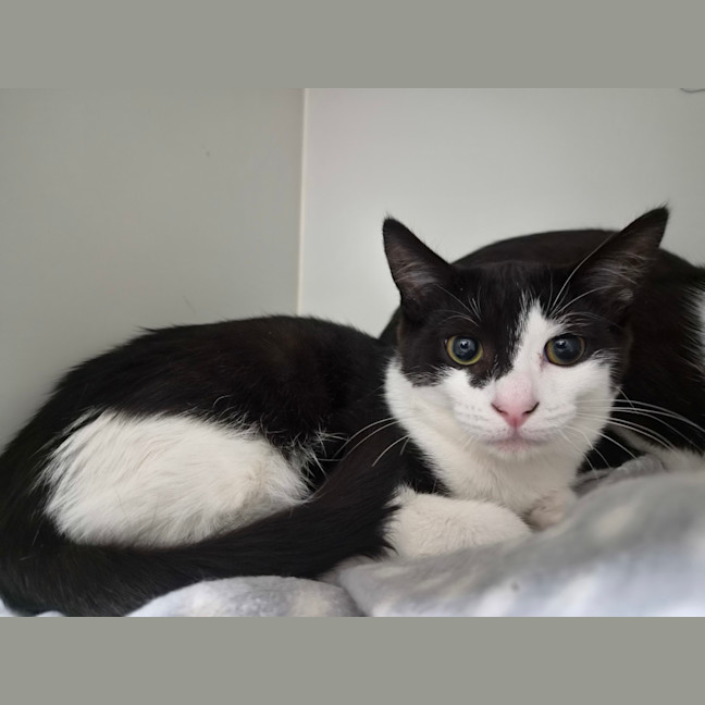 Photo of Minty