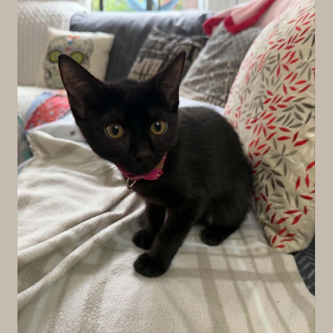 Photo of Uley ** 2nd Chance Cat Rescue**