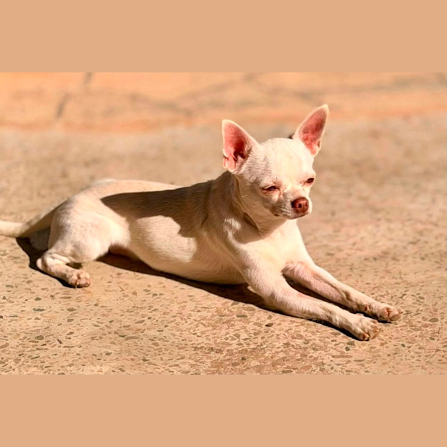 Photo of Chino