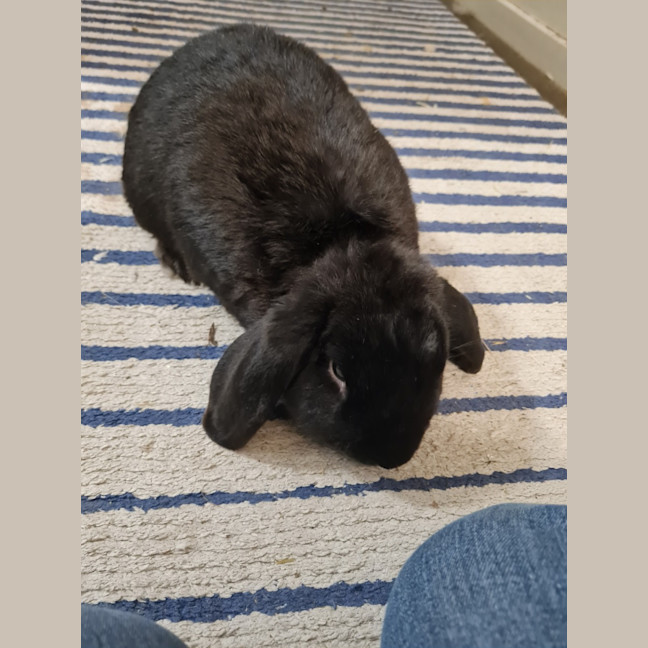 Photo of Bunbun Vinny